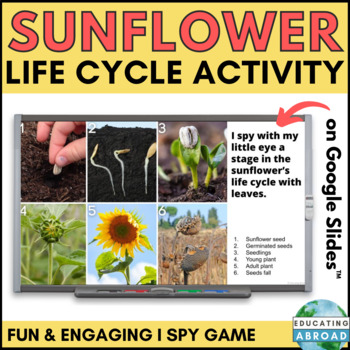 Preview of Sunflower Life Cycle of a Plant Game | I Spy Science Review Activity