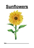 Sunflower Packet