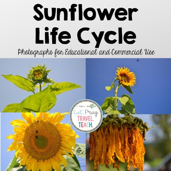 Preview of Sunflower Life Cycle Stock Photos