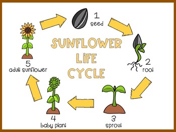 Sunflower: Tot & Preschool Mini Unit by The Elementary Treehouse