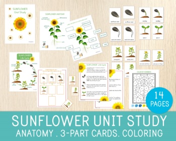 Preview of Sunflower Unit Study, Anatomy, Life Cycle, 3-Part Cards, Charts, Learning Pack