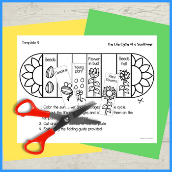 Sunflower life cycle foldable by Wonder at the World | TpT