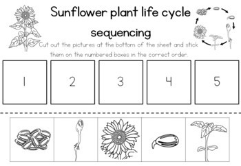 Download Sunflower life cycle sequencing activity worksheet by Little Blue Orange