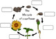 Sunflower life cycle worksheet by Little Blue Orange | TpT