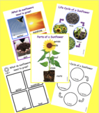 Sunflower lifecycle, parts, needs
