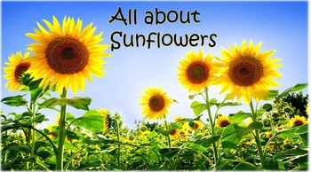 Preview of Sunflowers Pack