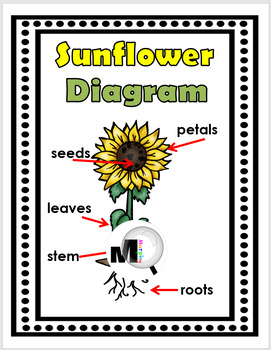 Plant Unit - Sunflower Plant Life Cycle, Science & Literacy by Marcia