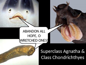 Superclass Agnatha (Jawless Fish) and Class Chondrichthyes PowerPoint