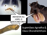 Superclass Agnatha (Jawless Fish) and Class Chondrichthyes
