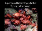 Superclass Osteichthyes (Fish) Unit PowerPoint Presentation