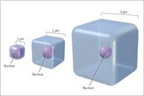 Surface Area to Volume Ratio of Cells