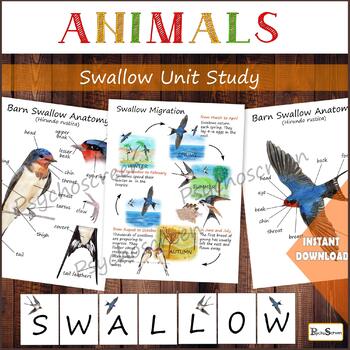 Preview of Swallow Unit Study • MEGA Printable swallows set • Barn swallow bird •