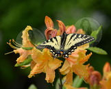 Swallowtail Butterfly on Orange Flowers - Stock Photo - Na