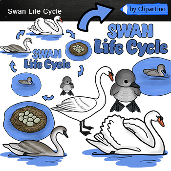 Preview of Bird life cycle clipart /Swan Life Cycle Clip art Commercial use