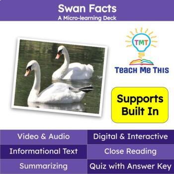 Preview of Swans Informational Text Reading Passage and Activities