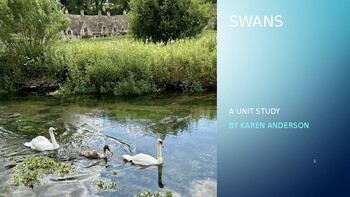Preview of Swans Unit Study