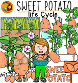 Sweet potato life cycle Clip art