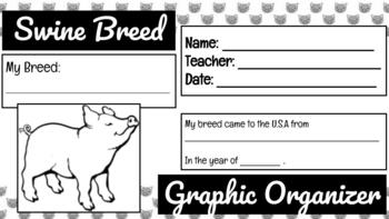 Preview of Swine Breed Graphic Organizer Packet