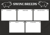 Swine Breeds Graphic Organizer