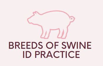 Preview of Swine Breeds ID Practice