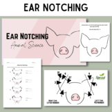 Swine Ear Notching PowerPoint, Worksheet, and Activity