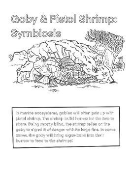 Symbiosis Coloring Page Pistol Shrimp And Goby By Stephen Inks Tpt