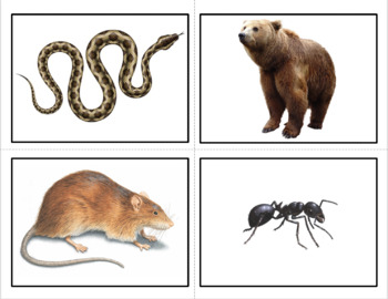 Preview of Symbolism in Animals Matching Game
