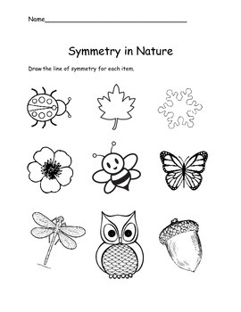 Symmetry in nature for kids