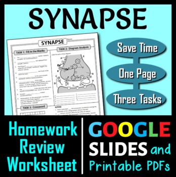 Preview of Synapse Homework Review Worksheet / Test Prep | Print & Google Slides Options