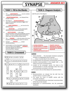 Synapse Homework Review Worksheet / Test Prep Print Google Slides