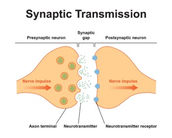 Preview of Synapse Structure. The Synaptic Transmission.
