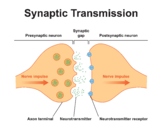 Synapse Structure. The Synaptic Transmission.