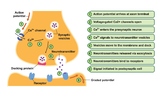 Synapse Structure. The Synaptic Transmission.