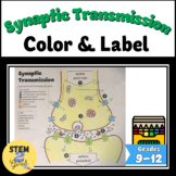 Synaptic Transmission Color, Label & Explain PERFECT FOR I