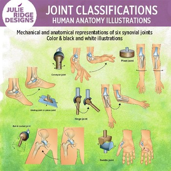 Preview of Synovial Joints Human Anatomy Clip Art Illustrations
