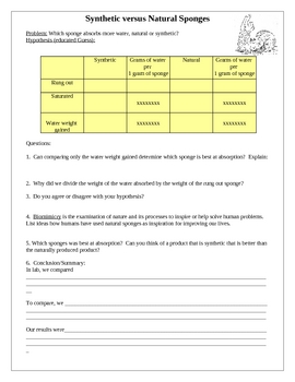 Preview of Synthetic vs Natural Sponge Lab - Phylum Porifera
