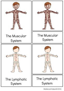 Systems Of the Human Body - Montessori Printable by Montessori Nature