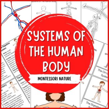 Preview of Systems Of the Human Body - Montessori Printable