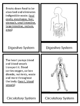 Preview of Systems of the Human Body 3 Part Cards