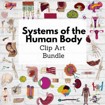 Preview of Systems of the Human Body Clip Art Bundle