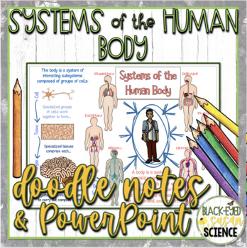 Systems of the Human Body Doodle Notes & Quiz + PowerPoint | TPT