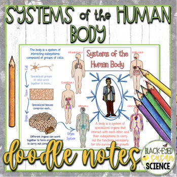 Preview of Systems of the Human Body Doodle Notes & Quiz