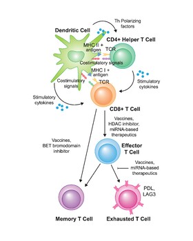 Preview of T Cell Activation And Differentiation.