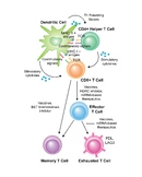 T Cell Activation And Differentiation.