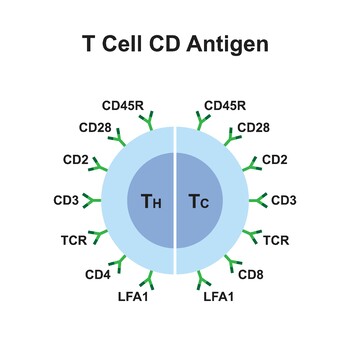 Preview of T Cell CD Antigen.