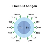 T Cell CD Antigen.