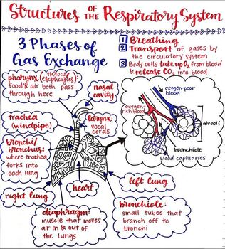 Teacher Key Structures Of The Respiratory System Diagram By Adele Marie