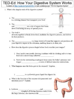 How your digestive system works