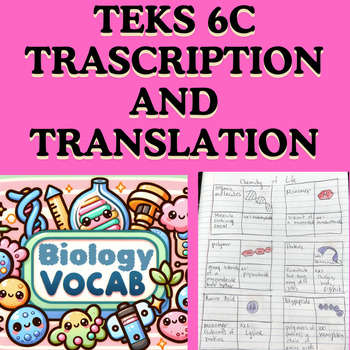 Preview of TEKS 6C Transcription Translation (Central Dogma) Vocab Activity (Frayer Models)