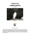 THE COMMON MURRE RESOURCE FILES